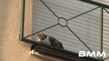 Katze sitz am Fenster im vierten Stock fest – Tierrettung mit Drehleiter