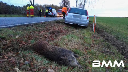 Radeburg S177 – Fotos Tino Plunert – Am Donnerstagmorgen ereignete sich gegen 6 Uhr ein schwerer Verkehrsunfall auf der S177 zwischen Radeburg und Steinbach. Der Fahrer des Audi übersah auf der Landstraße eine Rotte Wildschweine, er erfasste drei Tiere und schleifte diese 100 Meter mit sich. Das Fahrzeug stellte sich quer, der entgegenkommende Fahrer des Ford hatte keine Chance und kollidierte mit dem Audi. Beide Fahrer wurden bei dem Unfall verletzt und in ein Krankenhaus gebracht. Zur Unfallaufnahme musste die Staatsstraße für 2 ¼ Stunden voll gesperrt werden. Zur Schadenshöhe konnten vor Orte noch keine Angaben gemacht werden. Laut Aussagen der Beamten vor Ort häufen sich die Wildunfälle. Ein Trugschluss vieler Verkehrsteilnehmer ist, man müsse nur im Wald aufmerksam fahren. Dies hier sei das beste Beispiel das Tiere auch auf freiem Feld unerwartet auftauchen können.