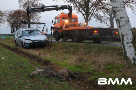 17.11.2016-S177-FotoTinoPlunert-Heute Morgen befuhr ein 53-Jähriger mit einem Audi die Meißner Landstraße aus Richtung Radeburg in Richtung Steinbach. Kurz vor dem Abzweig Bärwalde kam es zum Zusammenstoß mit drei Wildschweinen, die in einer Rotte die Straße querten. Der Audi drehte sich durch den Anstoß. In der Folge stieß ein entgegenkommender Ford (Fahrer 47) gegen das Heck des Audis. Beide Fahrer erlitten Verletzungen und wurden in umliegende Krankenhäuser gebracht. Drei Wildschweine waren nach dem Zusammenstoß verendet. Beide beteiligten Fahrzeuge mussten abgeschleppt werden. Der entstandene Sachschaden summiert sich auf rund 13.000 Euro.